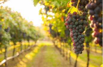 Vineyard & Winery Insurance